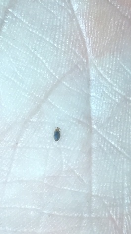 What are these bugs all over my dog making him itch - 1